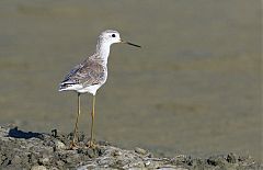 Marsh Sandpiper